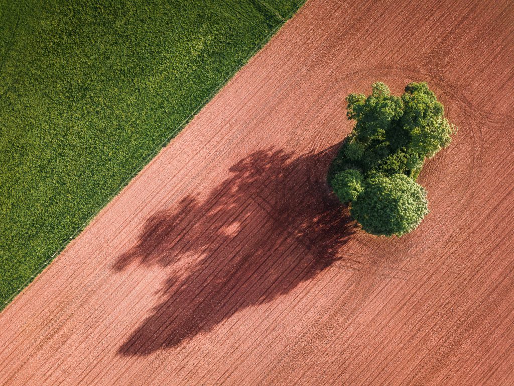 Aerial view of a tree casting a shadow across a field