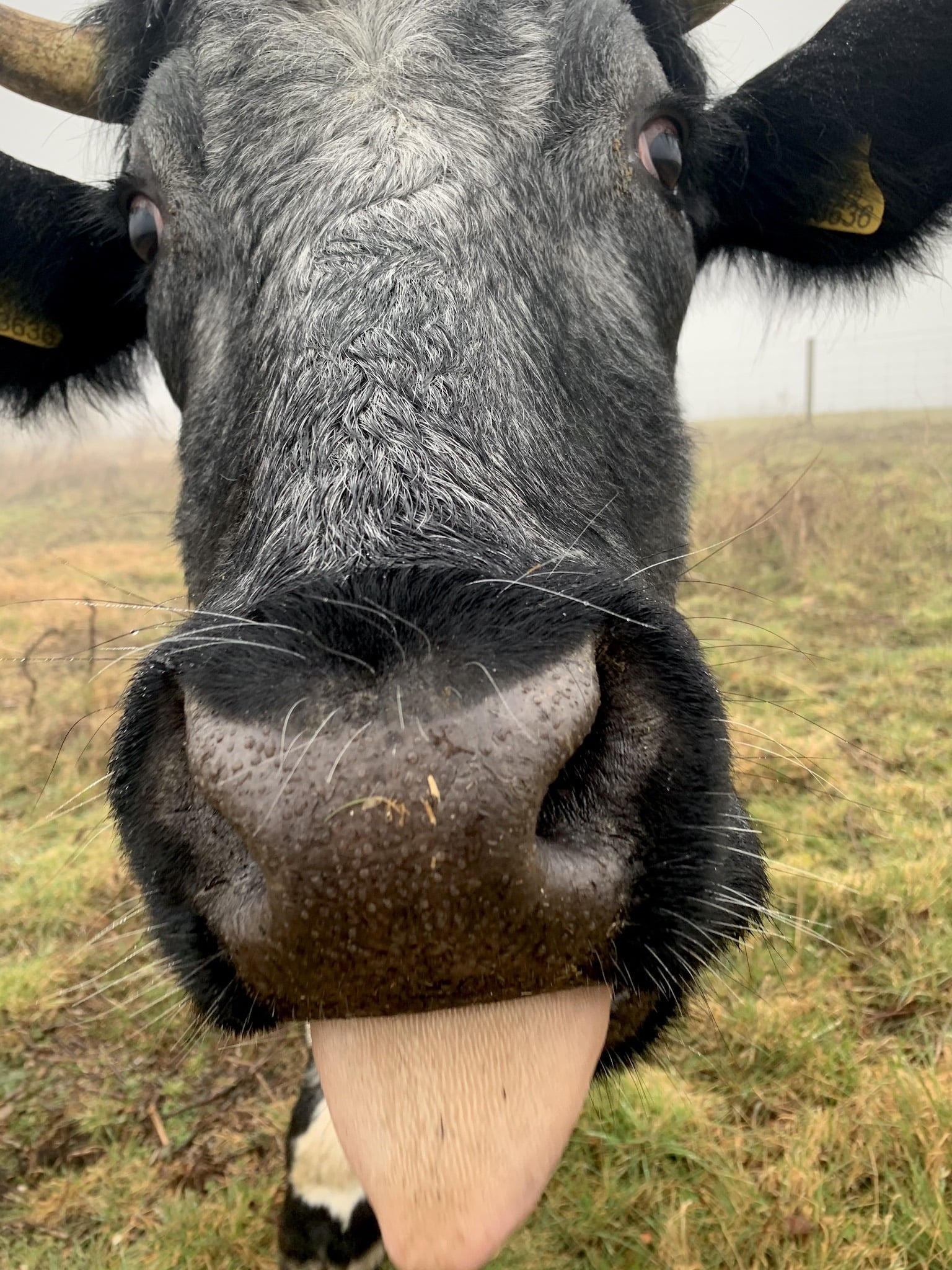 A closeup of a cow with the tongue out in expectation of food