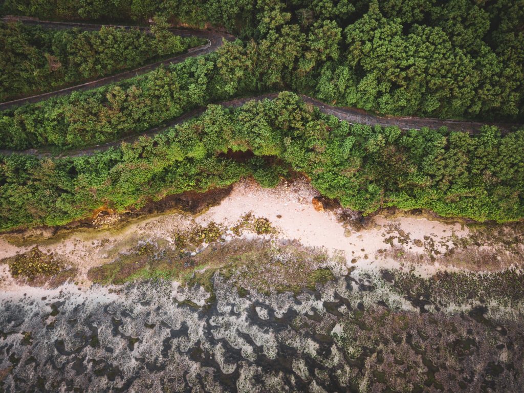 Aerial view of lush green trees growing by the beach