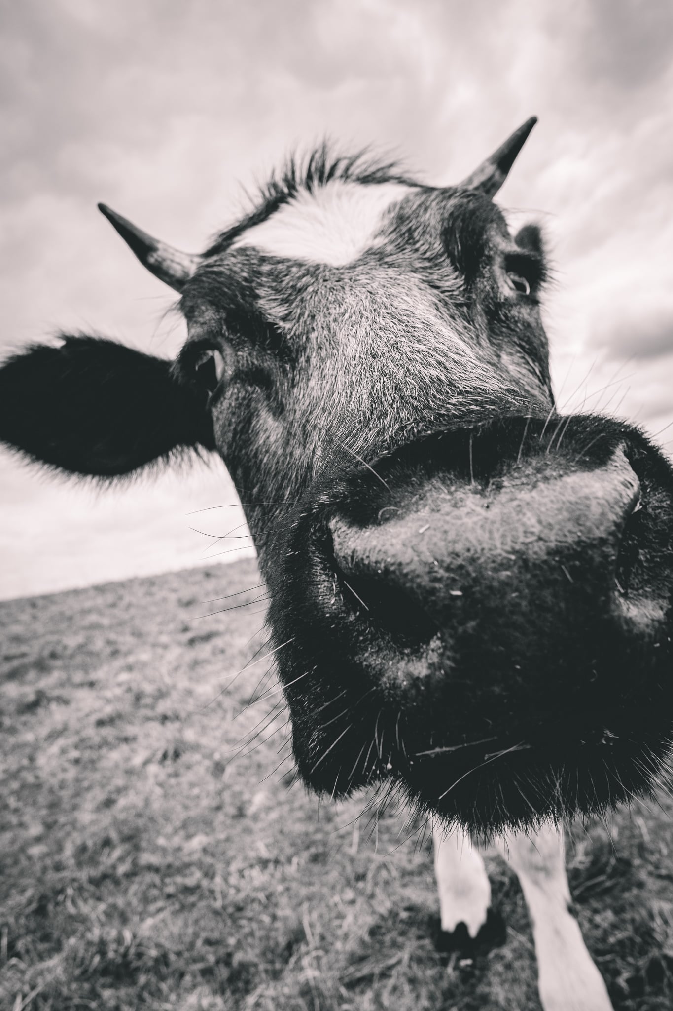 Closeup of a cattle looking up at the camera