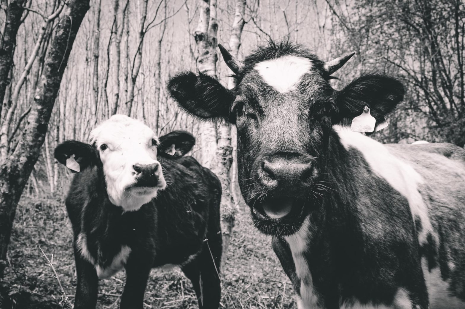 A younger and older cattle looking at the camera with a curious look on their faces