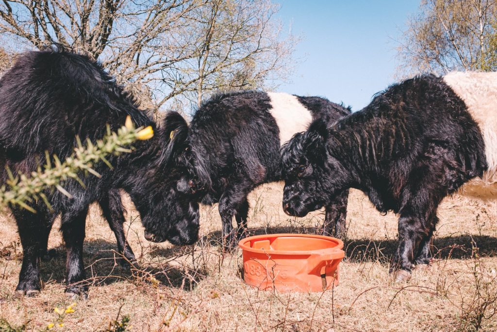 Three cattle fighting for food in a plastic bowl