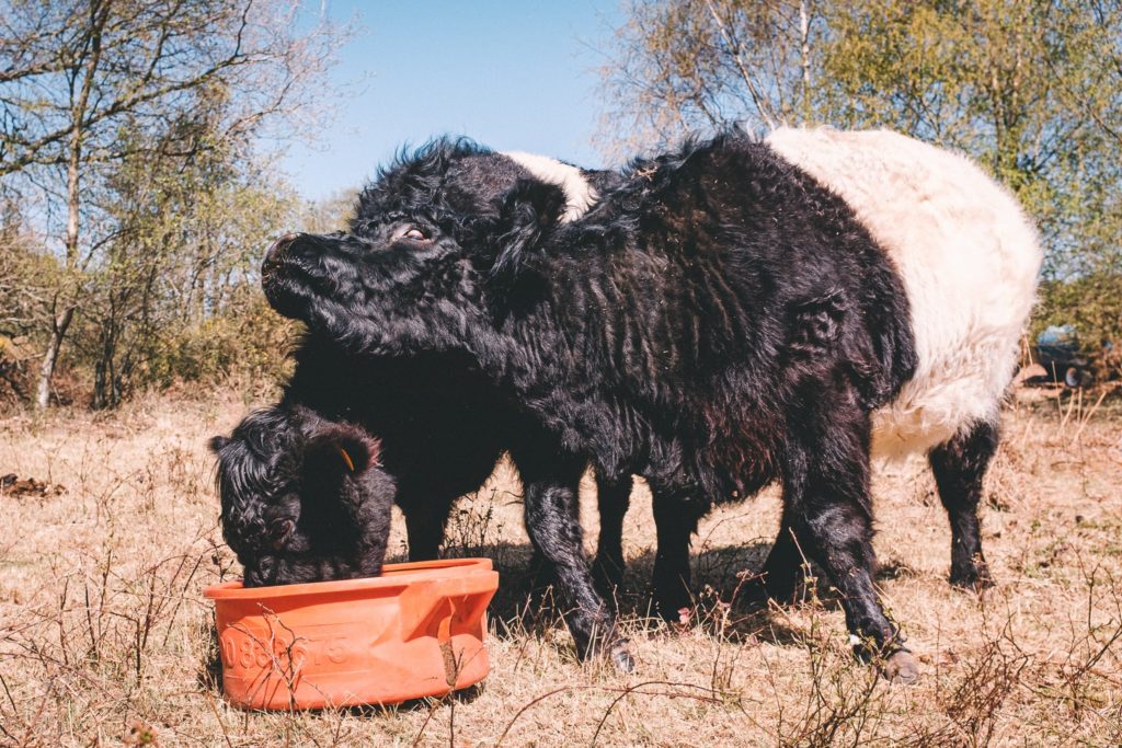 Two cattle fighting for food in a plastic bowl