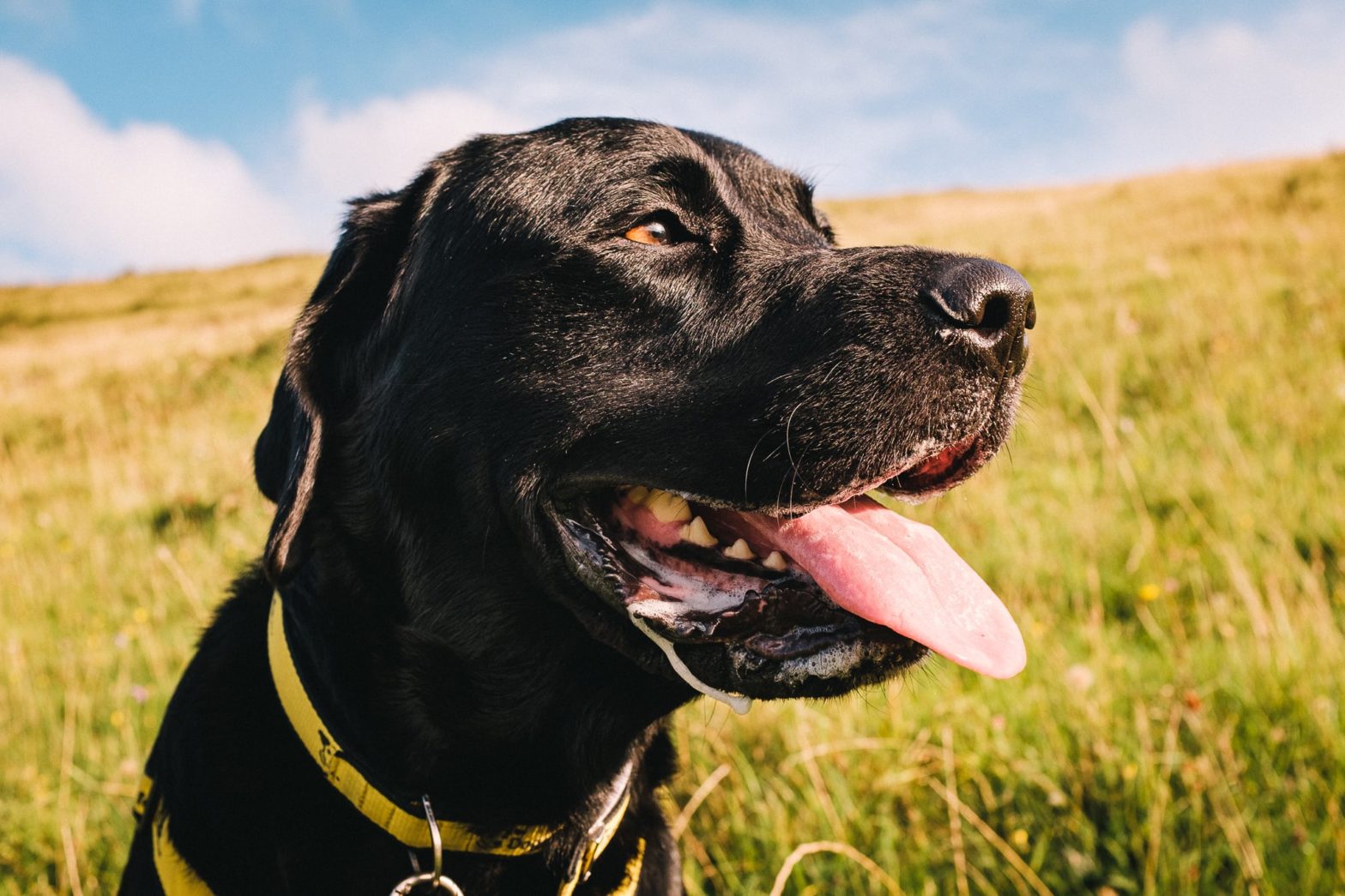 Closeup of a large black dog's head wearing a yellow collar on a sunny afternoon against a backdrop of grass and a blue sky