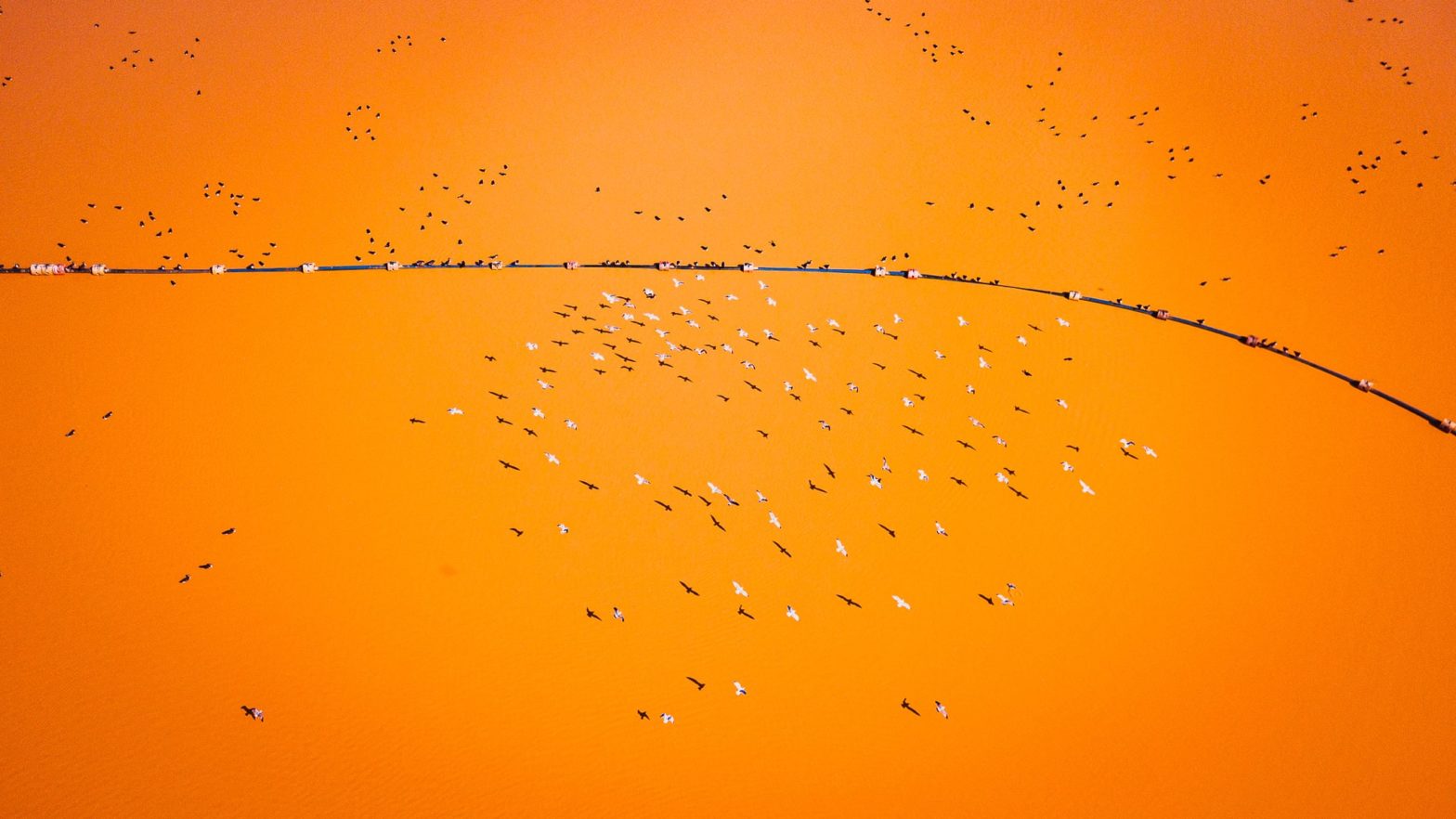 A pipeline floating in polluted orange water together with ducks and seagulls
