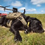 A dog wearing a green harness relaxing in the sun on the green spring grass, while a Mavic 3 drone is laying on top