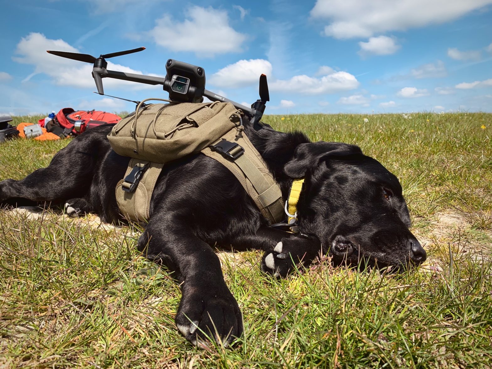 A dog wearing a green harness relaxing in the sun on the green spring grass, while a Mavic 3 drone is laying on top