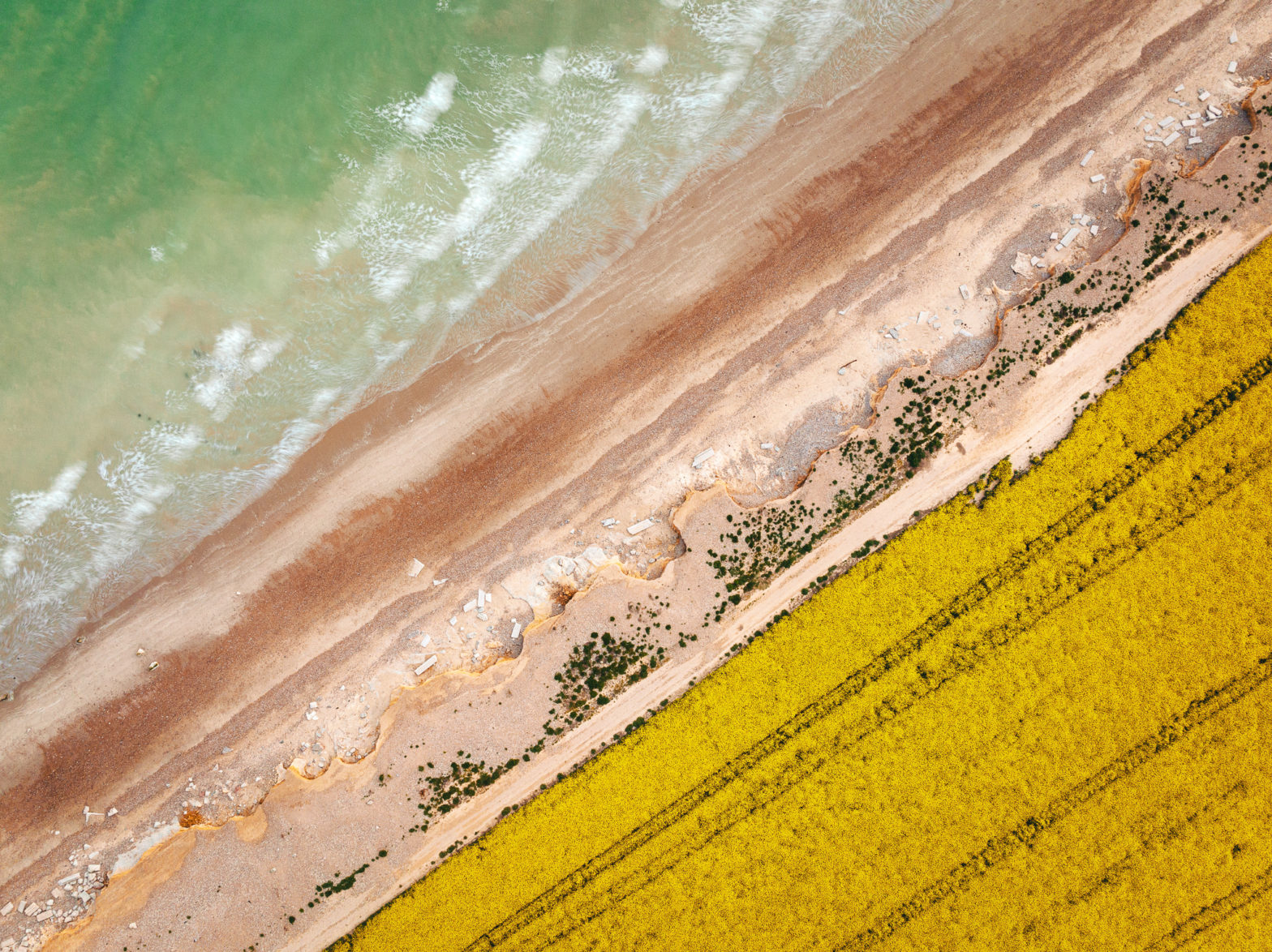 Yellow rapeseed field in full bloom by the beach with waves gentry rolling on the shore