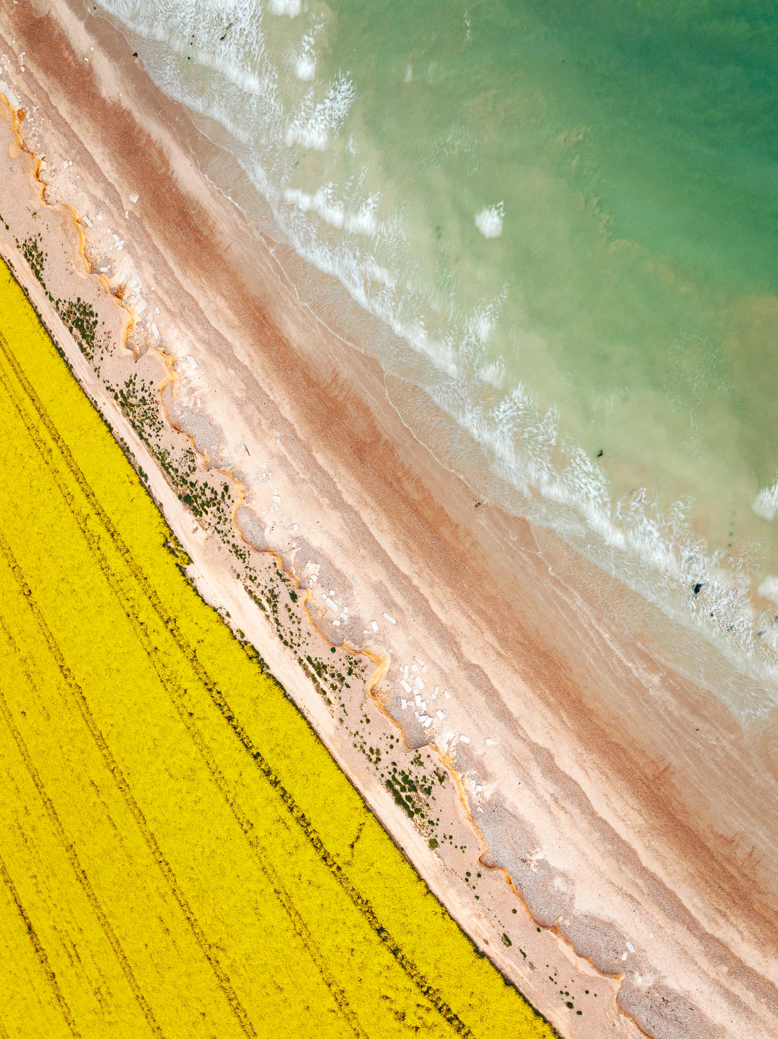 Yellow rapeseed field in full bloom by the beach with waves gentry rolling on the shore