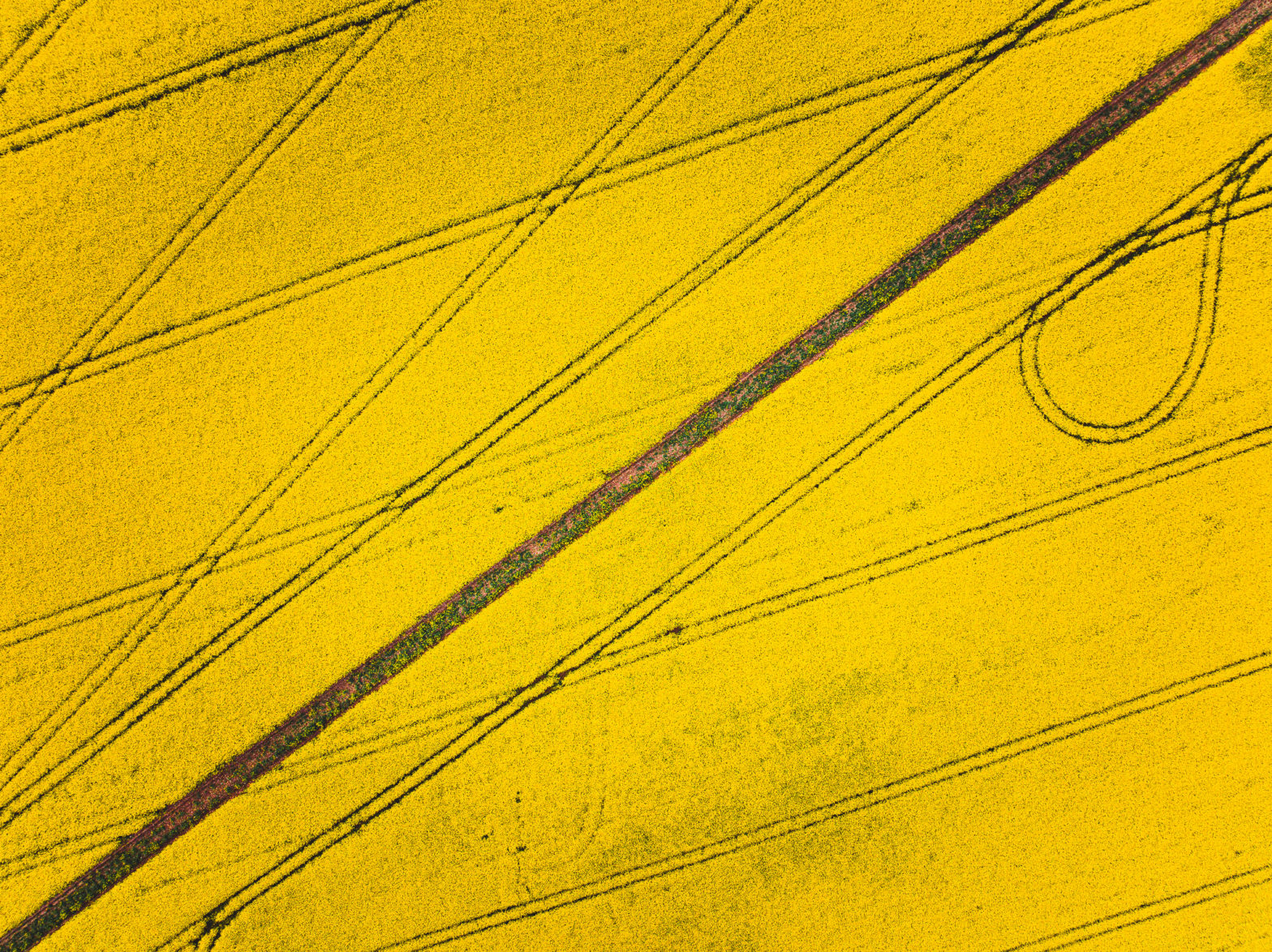Top down view of yellow rapeseed field in bloom with diagonal patterns created by tractor tracks