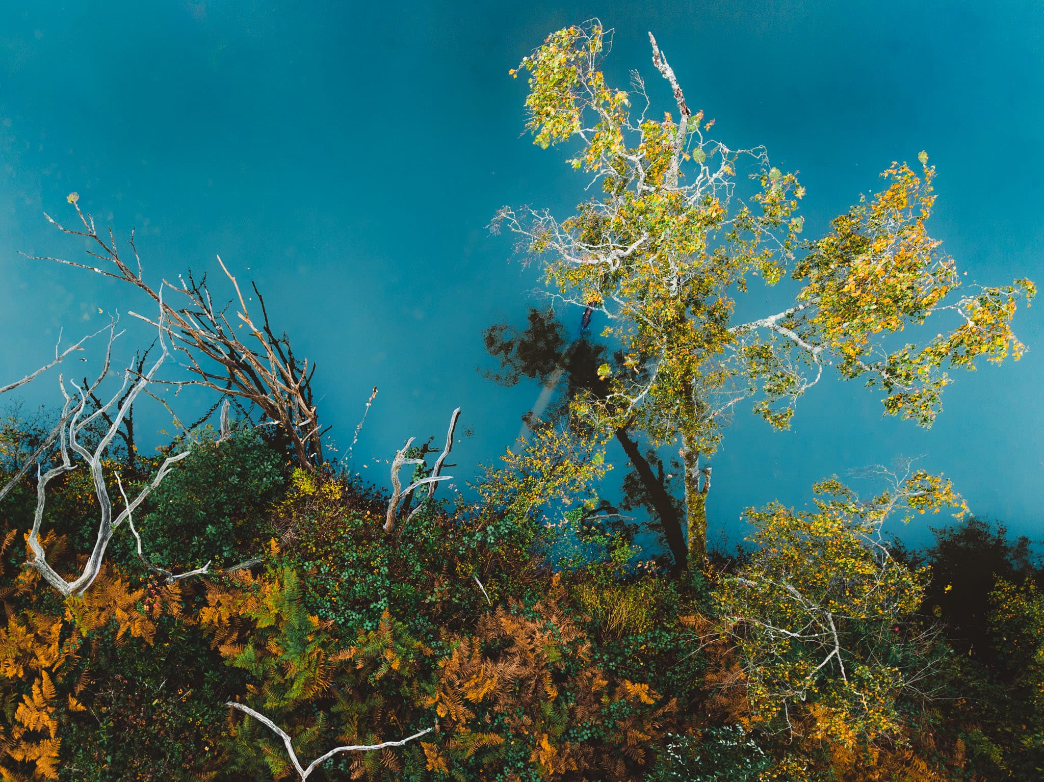 Top down aerial photo of bleached white dead branches overhanging a sky blue lake and autumn foliage in deep greens, yellows and oranges