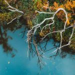Top down aerial photo of bleached white dead branches overhanging a sky blue lake and autumn foliage in deep greens, yellows and oranges