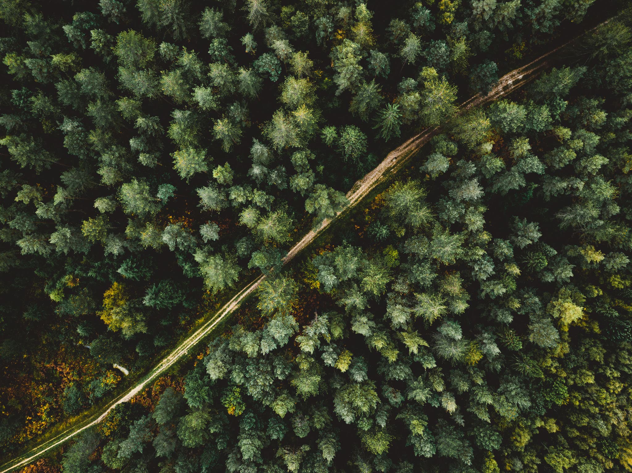 Top down aerial photo of a pine wood in autumn cut diagonally by a bridleway