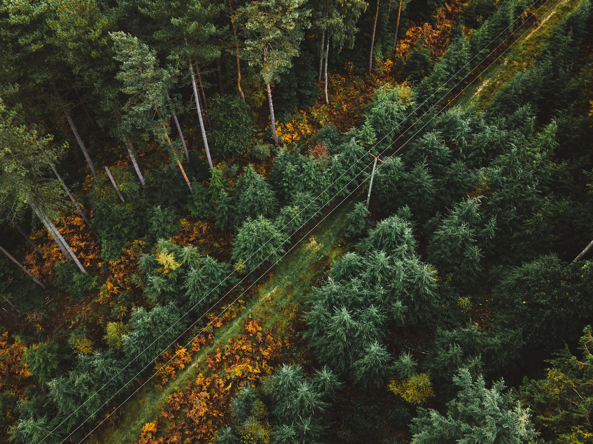 Top down aerial shot of a mixed wood forest in early autumn with powerlines running diagonally through the clearing