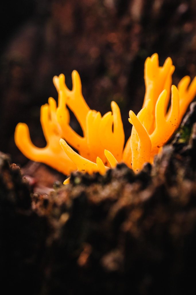 Macro photograph of an orange fungi that resamples a structure of a coral