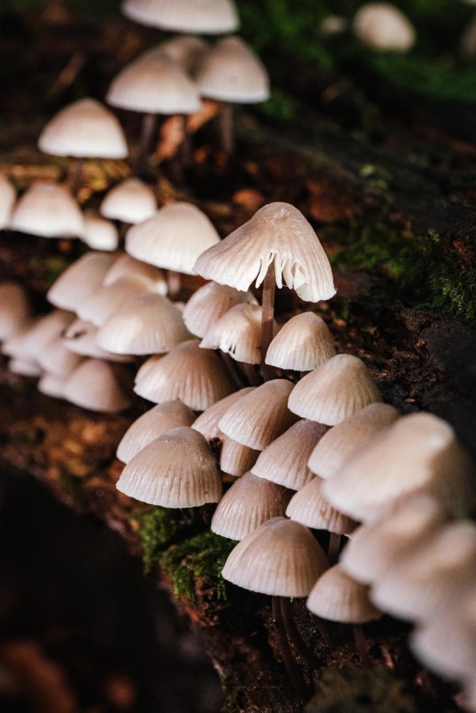 Macro photograph to a group of mushrooms growing out of a side of a log