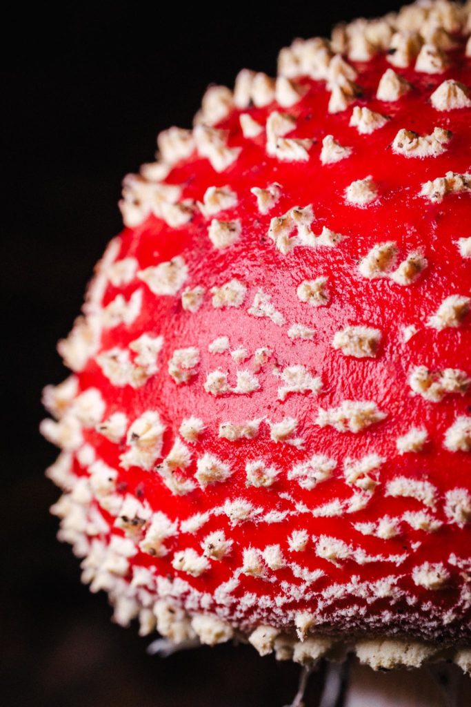 Closeup of a young specimen of amanita muscaria (also known as fly agaric)